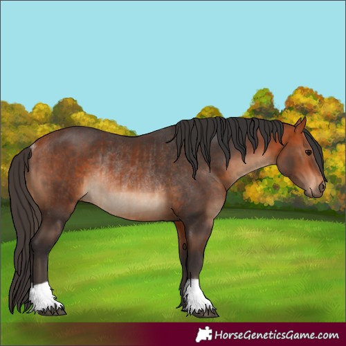 Horse Color:Bay  and Bay Rabicano 