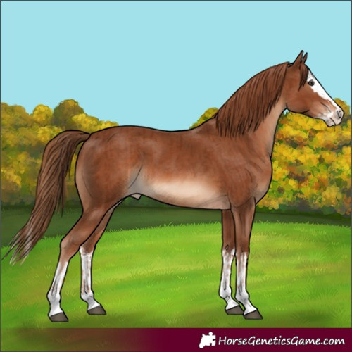 Horse Color:Chestnut and Chestnut Splash