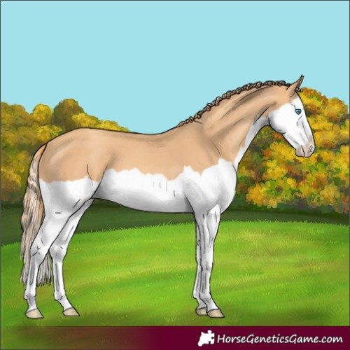 Horse Color:Gold Champagne Splash