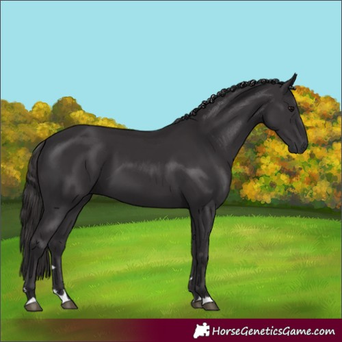 Horse Color:Smoky Black