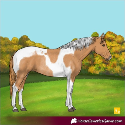 Horse Color:Chestnut Tobiano Rabicano