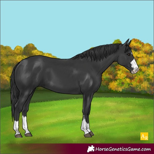 Horse Color:Black
