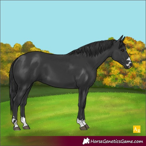 Horse Color:Black 