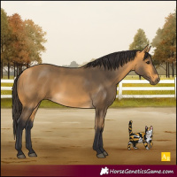 Horse Color:Buckskin 