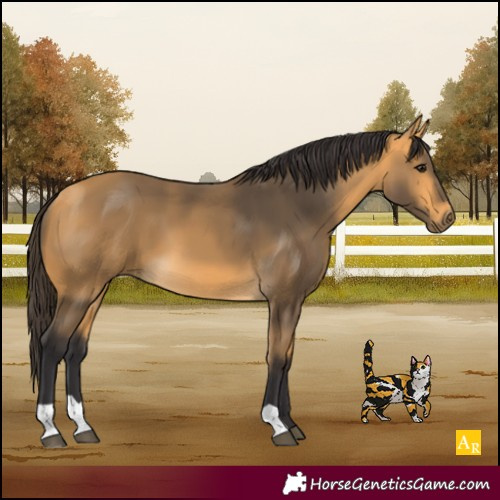 Horse Color:Buckskin