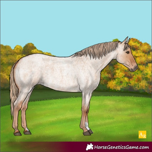 Horse Color:Red Dun Roan