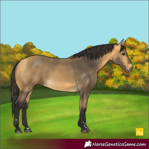 Horse Color:Buckskin