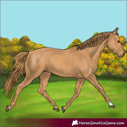 Horse Color:Chestnut Rabicano 