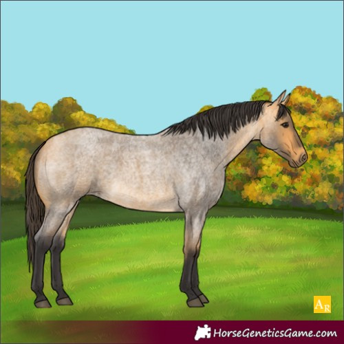 Horse Color:Buckskin Roan 