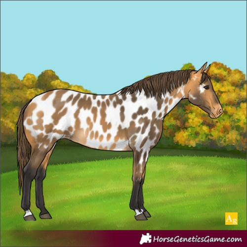 Horse Color:Unknown 