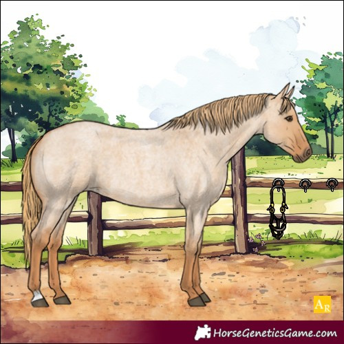 Horse Color:Red Dun Roan 
