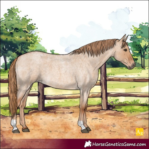 Horse Color:Red Dun Roan 