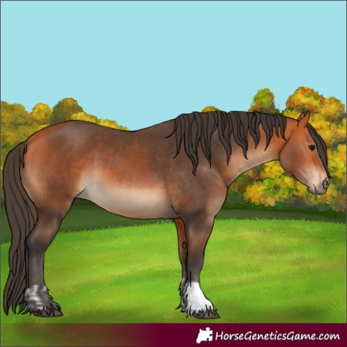 Horse Color:Bay and Bay