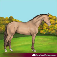 Horse Color:Amber Champagne 