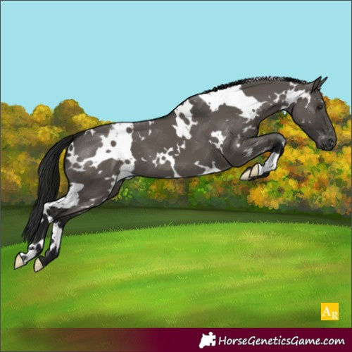 Horse Color:Gray White Spotted Grullo Varnish