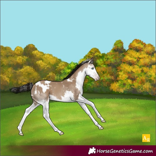 Horse Color:Gray White Spotted Classic Champagne Dun Splash 