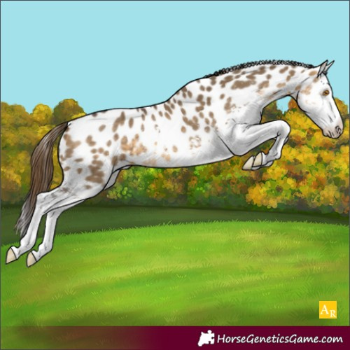 Horse Color:White Spotted Buckskin Dun Appaloosa 