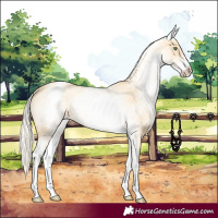 Horse Color:White Spotted Gold Cream Champagne 