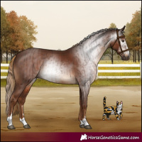 Horse Color:Gray Chestnut  and Gray Chestnut 