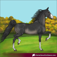 Horse Color:Black  and Black 