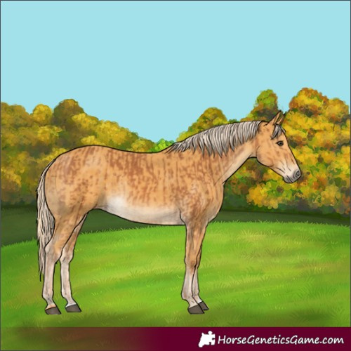 Horse Color:Chestnut and Palomino