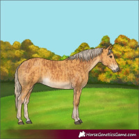 Horse Color:Chestnut  and Palomino 