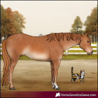 Horse Color:Chestnut and Chestnut