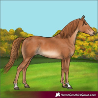 Horse Color:Chestnut and Chestnut