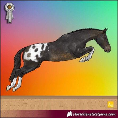 Horse Color:Buckskin Appaloosa 