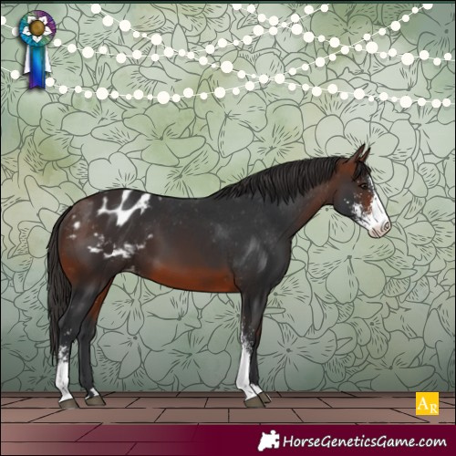 Horse Color:Brown Sabino Varnish 