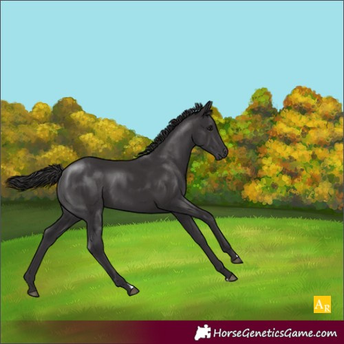 Horse Color:Smoky Black 