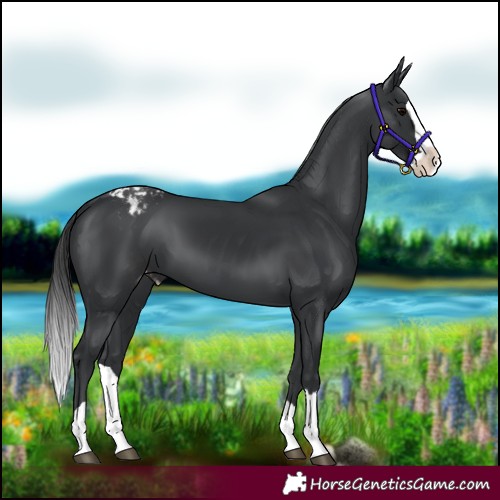 Horse Color:Black Splash Appaloosa