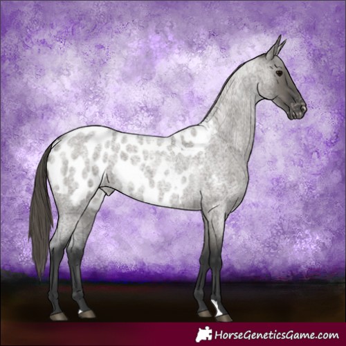 Horse Color:Grullo Roan Appaloosa 