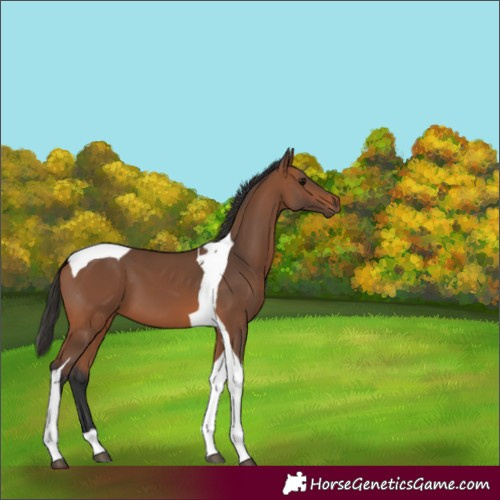 Horse Color:Bay Tobiano