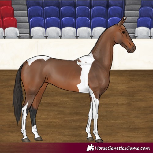 Horse Color:Bay Tobiano
