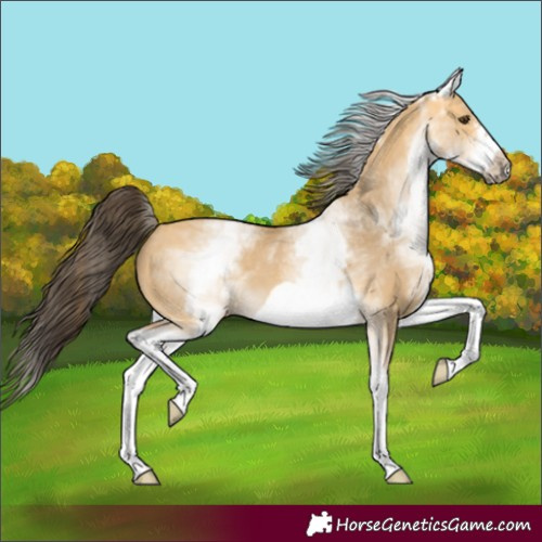 Horse Color:White Spotted Buckskin Dun Frame 