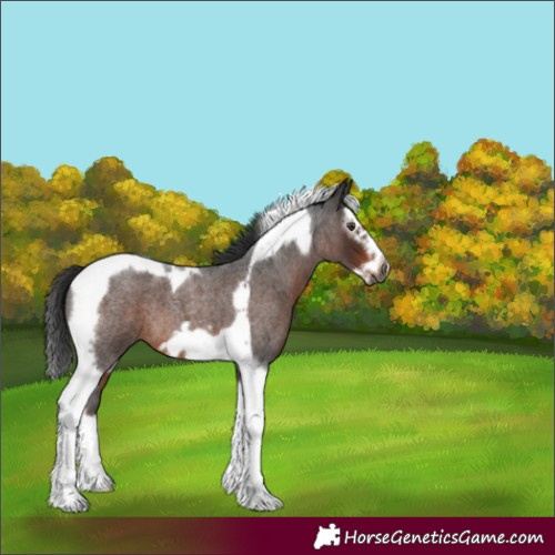 Horse Color:Gray Liver Red Roan Splash Tobiano Frame