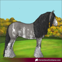 Horse Color:Grullo Sabino Rabicano 