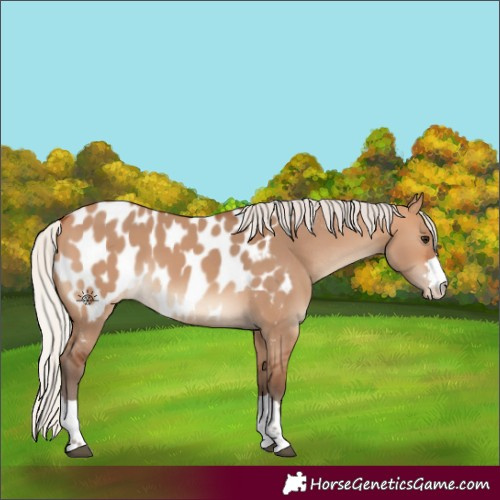 Horse Color:Silver Bay Dun Appaloosa 