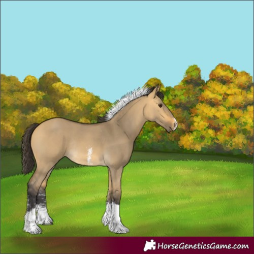 Horse Color:Buckskin Dun Sabino Tobiano Rabicano 