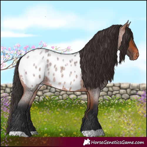 Horse Color:Bay Roan Blanket