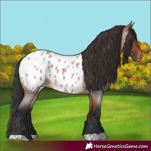 Horse Color:Bay Roan Appaloosa