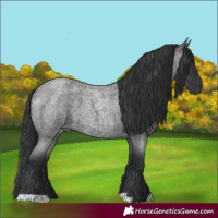 Horse Color:Blue Roan 