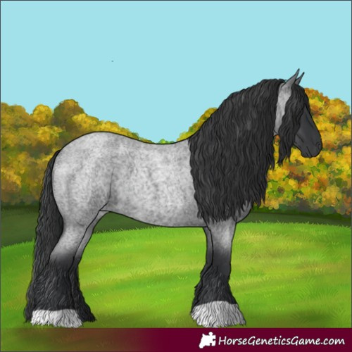 Horse Color:Blue Roan 