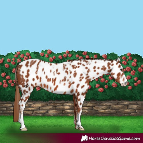 Horse Color:Powder White Chestnut Skewed Appaloosa 