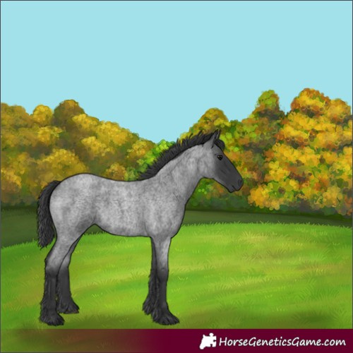 Horse Color:Blue Roan 