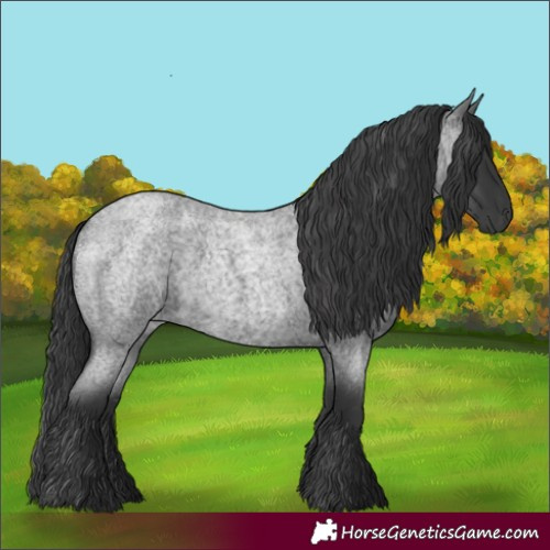 Horse Color:Blue Roan 