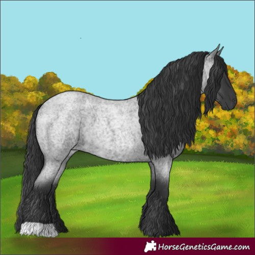 Horse Color:Blue Roan 