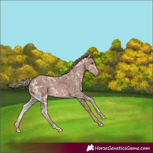 Horse Color:Chestnut Ice