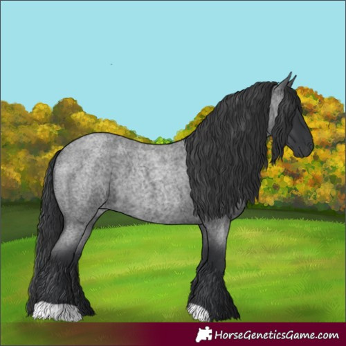 Horse Color:Blue Roan